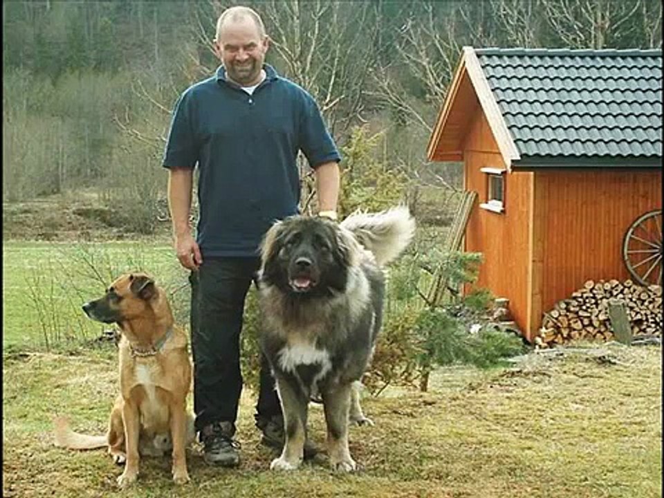 kafkas çoban köpeği eesk