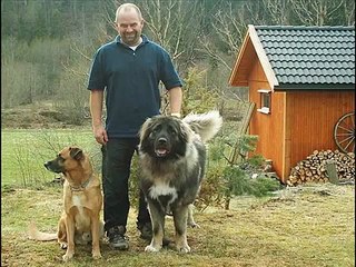 kafkas çoban köpeği eesk