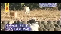 トリビア　救助犬２