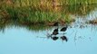 Glossy Ibis at the 