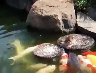 How Hen Child Feed Small Fishes in the Water