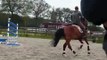 SOLD : Imported Dutch Warmblood (UnistarXCascoXVoltaire) Jumper/Dressage/Eq horse 4 yrs old