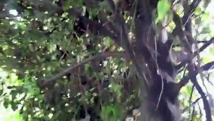 "Why Do the Dogs Bark at Night?" The Investigation