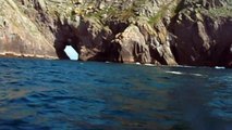 BASKING SHARKS/ COMMON DOLPHINS OFF THE BLASKET ISLANDS-DINGLE