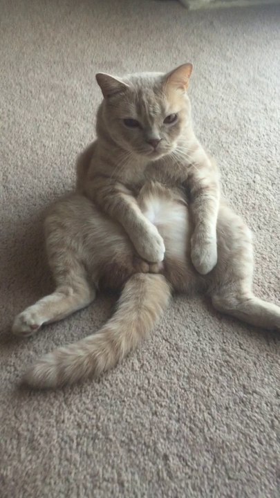 My cat