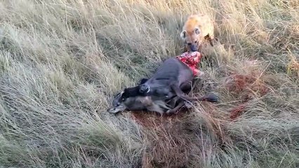 Hyena devouring wildebeest whilst alive! VERY GRAPHIC - MAY NOT SUITABLE FOR SENSITIVE VIEWERS!