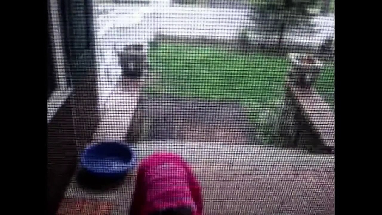 Tot Ragazza Vorrebbe Che Lei Era Un Cane | Bambini E Gli Animali