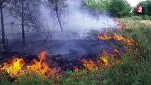 Gironde : plusieurs incendies détruisent 160 hectares de forêt