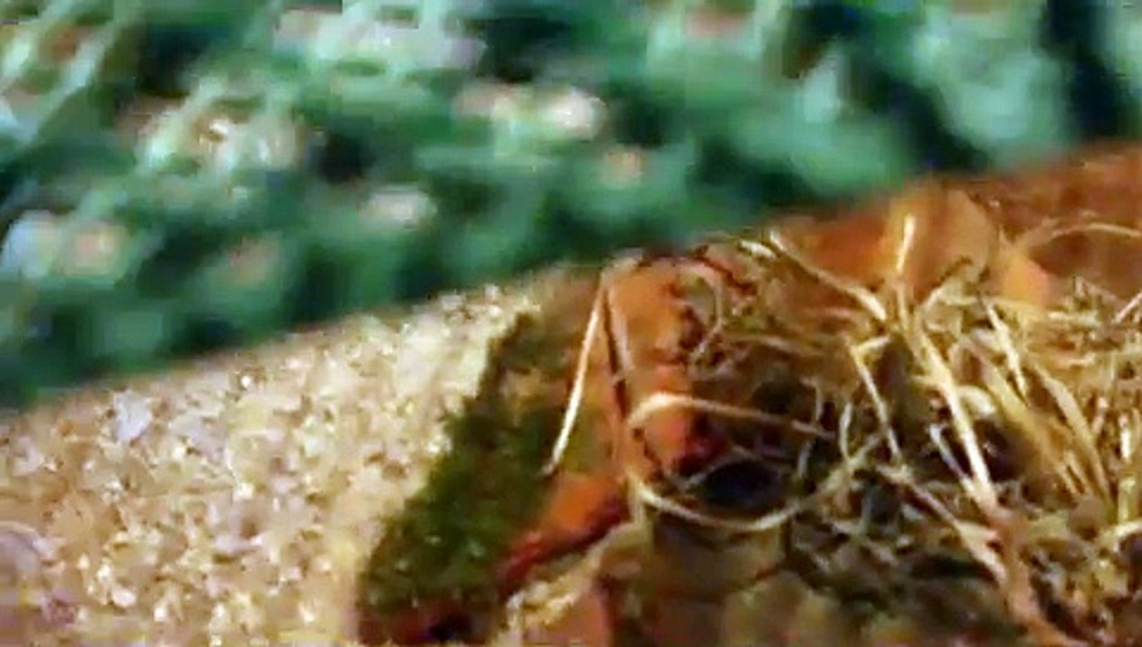 aperçu de mon elevage de lezards des murailles