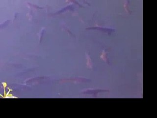 Peces Laguna Las Tres Pascualas