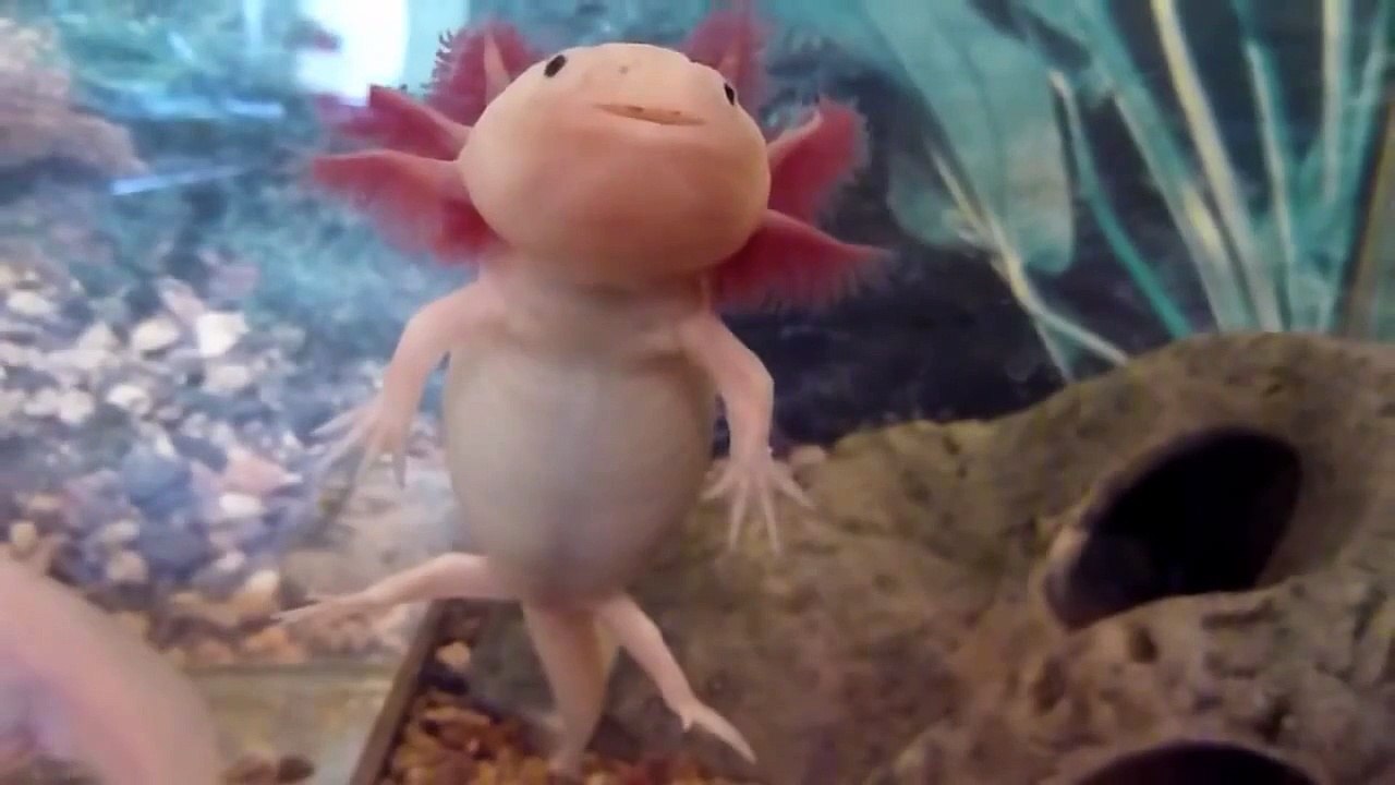 Axolotl (Ambystoma Mexicanum) [HD]