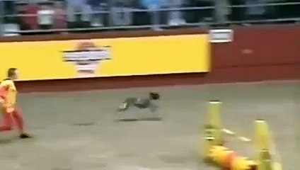 The fastest dog in the Universe