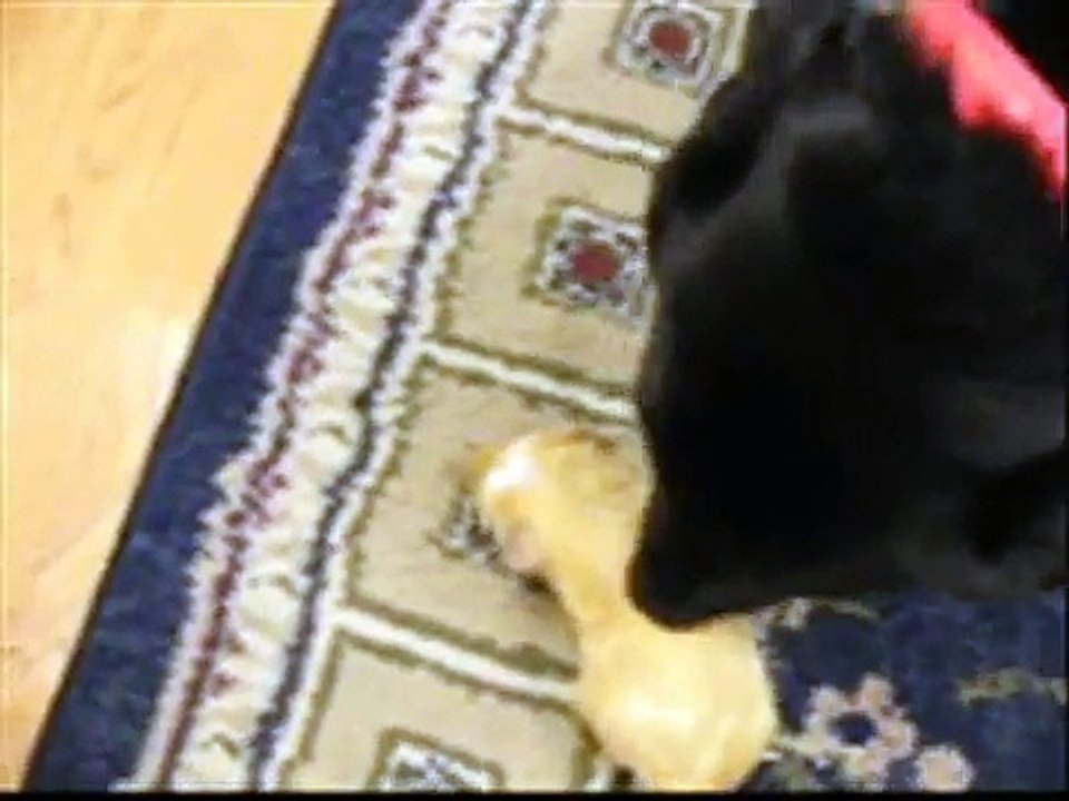 My Cute Pets!