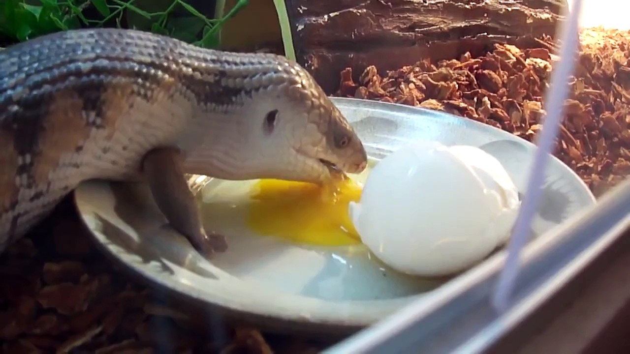 The Holliday Egge?!