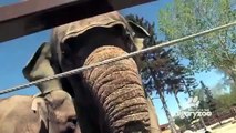 Elephants at Calgary Zoo Funny Pranks and Funny Animals Clips   New Funny Videos, May 2014