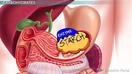 Carbohydrate Digestion and Absorption  Process & End Products   Video & Lesson Transcript   Educatio