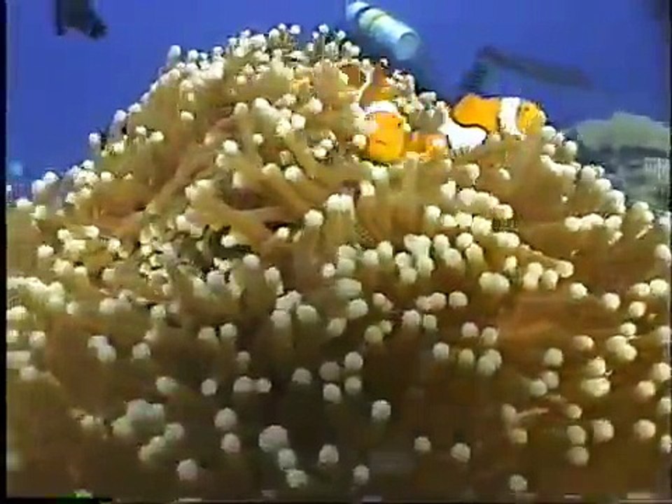 Bilikiki Diving, Solomon Islands