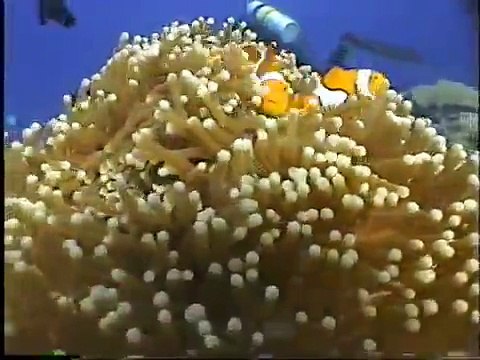 Bilikiki Diving, Solomon Islands