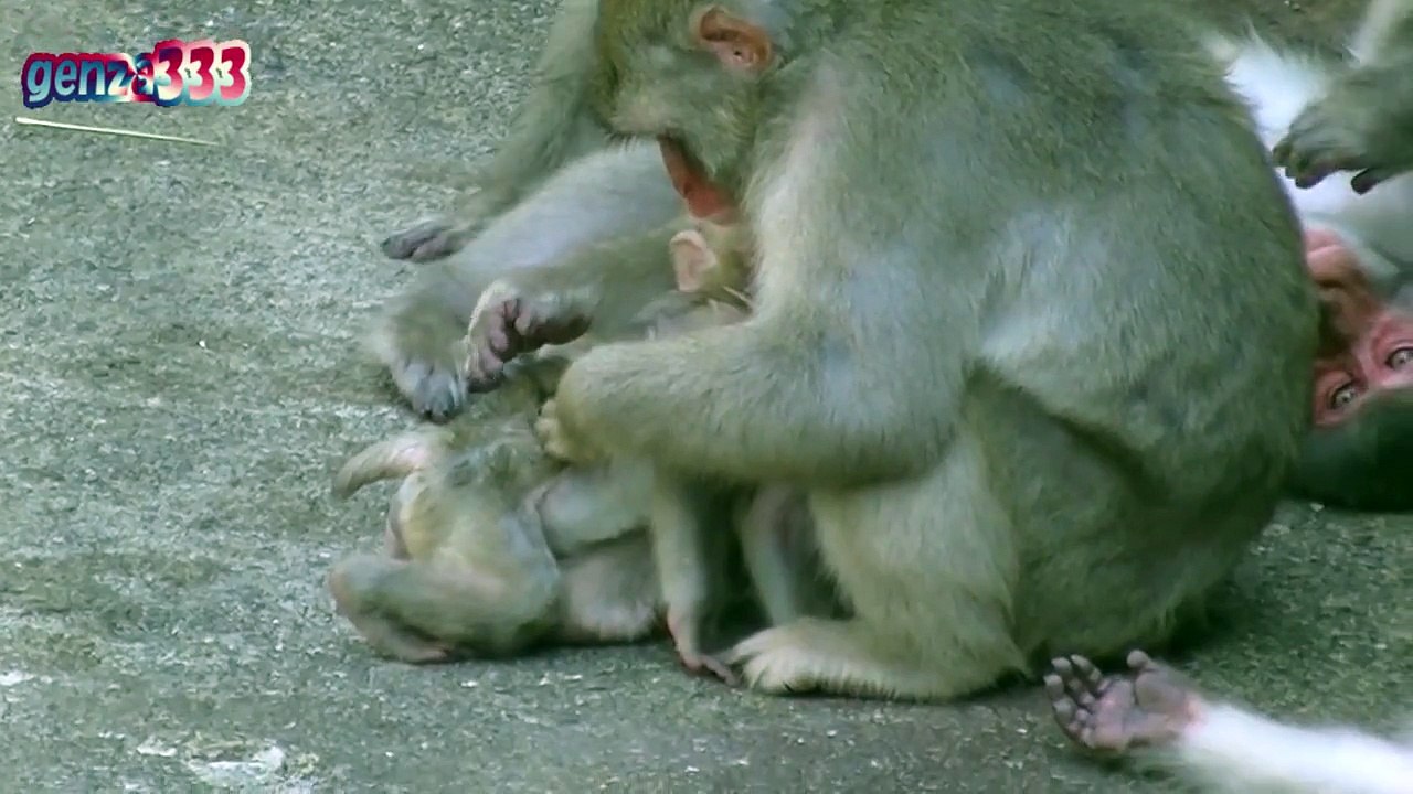 Baby monkey Cry:Baby Animal Video