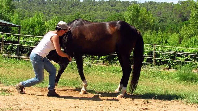 CW RIH séance révérence pur sang arabe noir
