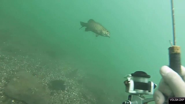 un pêcheur sous l'eau pêche un poisson avec une canne à pêche