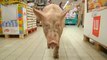 French Farmers Release Pigs In Supermarket To Protest Low Prices