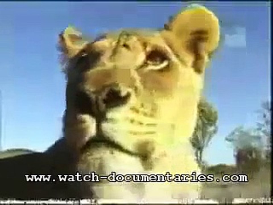 1 Male Lion versus 2 Nomadic Lions, Big fight for the territory and pride