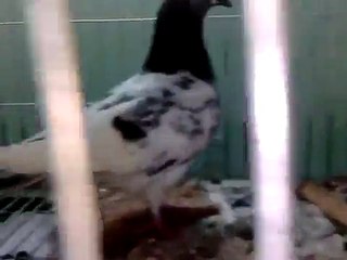 Pigeon farm in bangladesh...