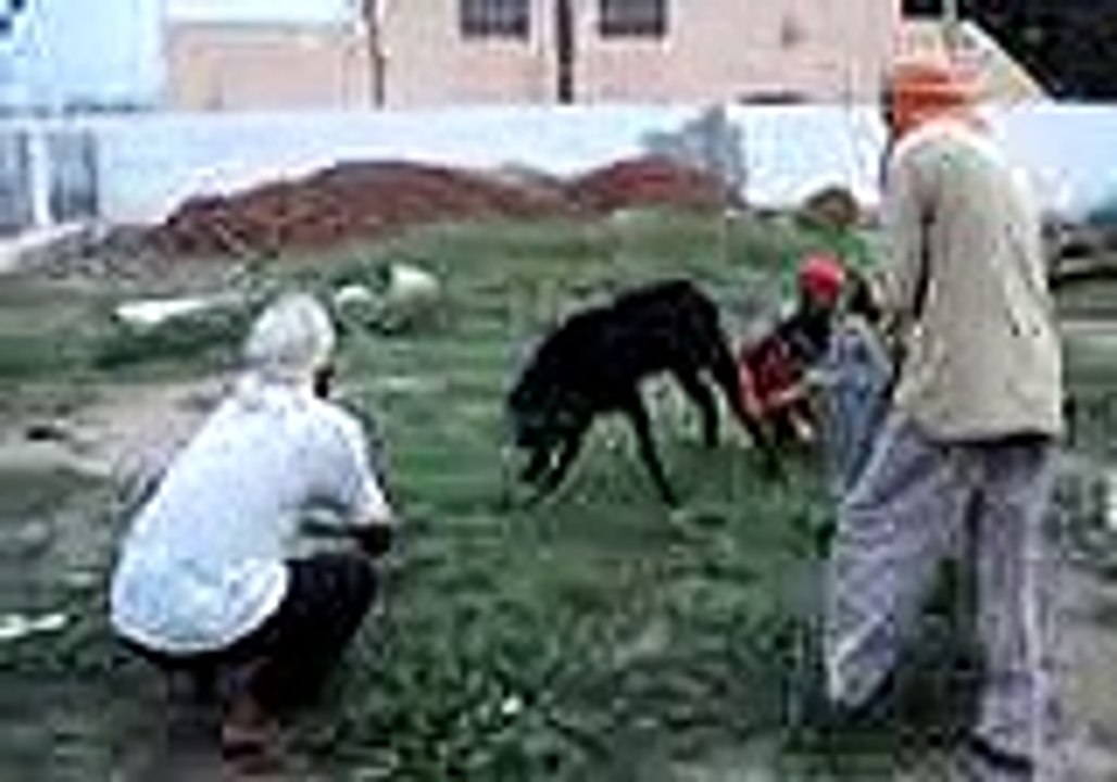 Goat being beheaded