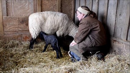 Ewe Lambing