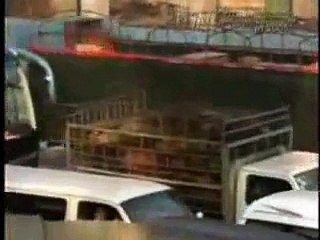 Cruel to animals (Shame on China)