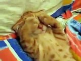 Eine Süße Katze will nicht aufstehen/ geweckt werden.
