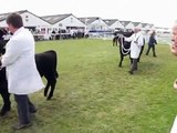 Beef Cattle Breeds Judging at the Great Yorkshire Show 2009