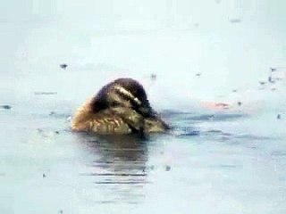 PATO RANA DE PICO DELGADO (Oxyura vittata) hembra