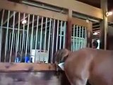Mare Horse Giving a Cute Foal Birth 2015