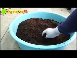 Cách làm chuồng nuôi bọ cánh cứng sinh sản