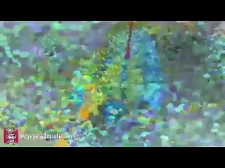 Traducción (de ADN A proteínas)