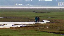 Wetland Birds Survey (WeBS), Ribble Estuary National Nature Reserve, March 11th 2012