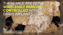 Researchers Control Mice's Brains Via Wireless Remote Control
