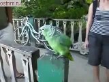 попугай смеётся и разговаривает с туристами