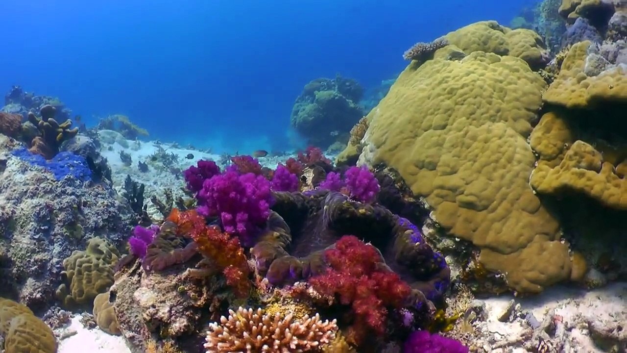 Diving Palau HD