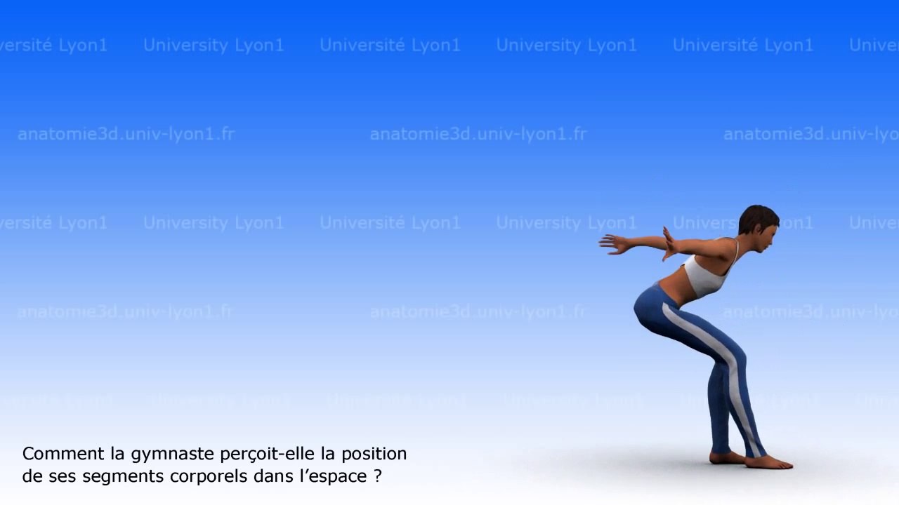 proprioception musculo-tendineuse et articulaire