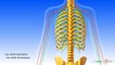 Système nerveux central et système nerveux périphérique