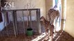 Baby giraffe born at ZSL Whipsnade Zoo