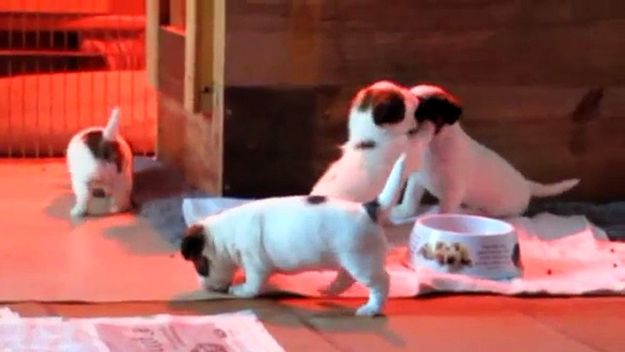 Cachorros de Jack Russell Terrier de la camada "I" de Gaspalleira con 1 mes de edad