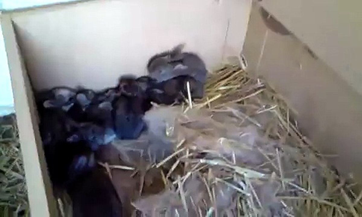 Giant Baby Rabbits, 3 weeks old