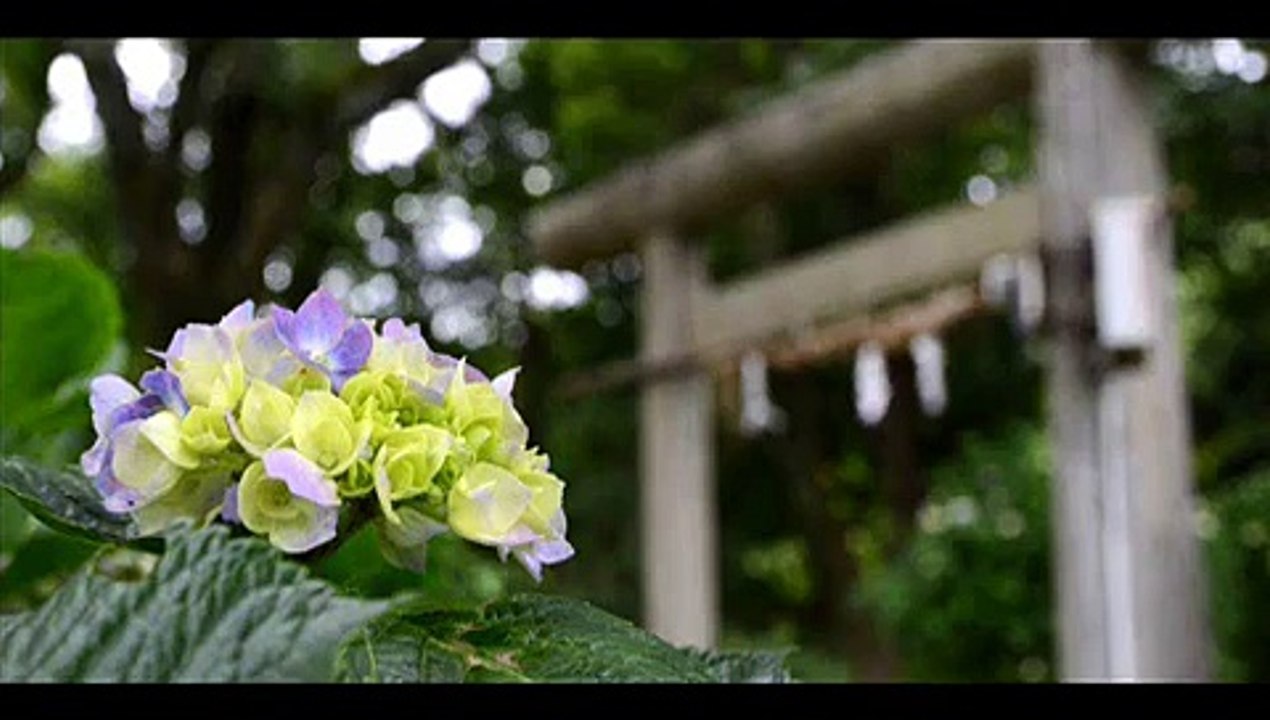 秦野市の紫陽花の名所 加茂神社（神奈川県アジサイの綺麗な神社）
