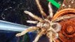 recopilacion tarantulas foro fotografico