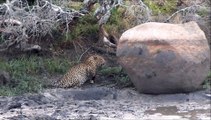Dewane leopard stalks impala