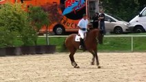 Horse riding specialist - show jumping online curses example video